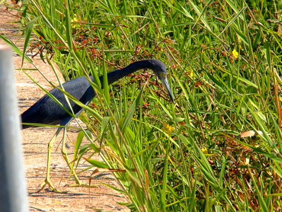 [Dark blue bird with long light green stick-like legs standing at the edge of the sidewalk looking into the weeds.]